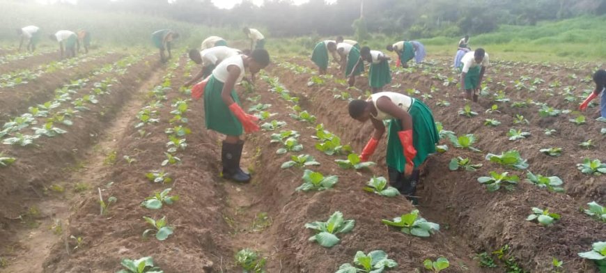 Daboase Senior High Technical School Launches Agricultural Initiative to Support School Feeding Program