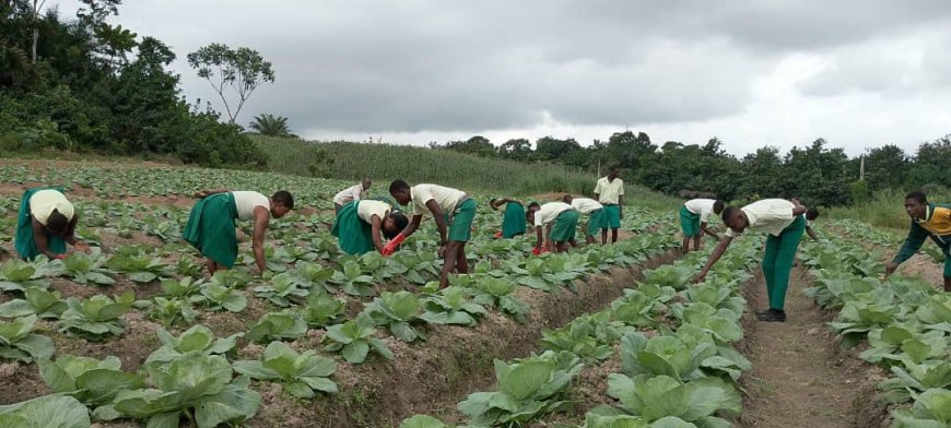 Daboase Senior High Technical School Launches Agricultural Initiative to Support School Feeding Program