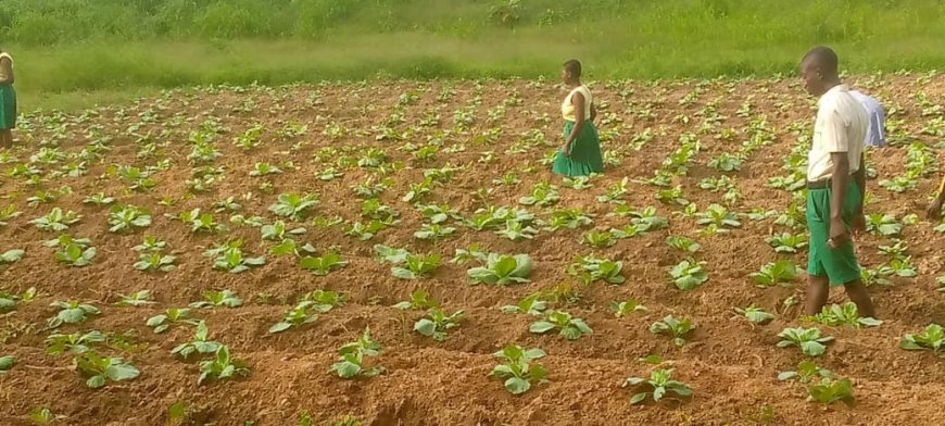 Daboase Senior High Technical School Launches Agricultural Initiative to Support School Feeding Program