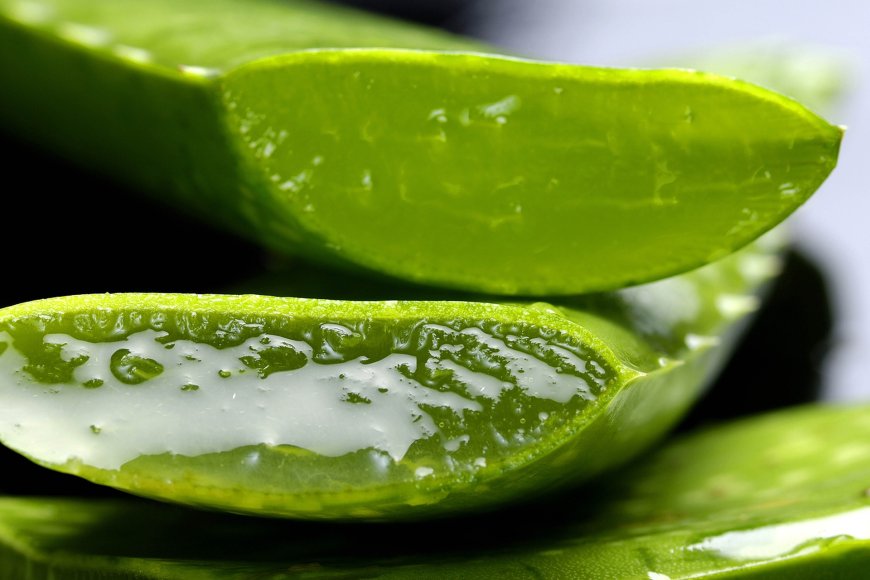 3 Incredible Secret Benefits of Aloe Vera for Hair Growth