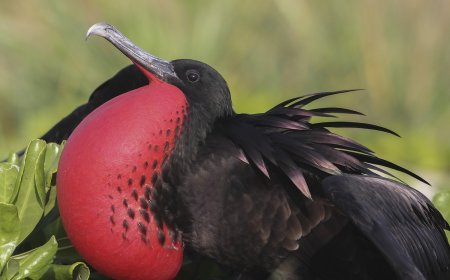 All About Frigatebirds Habitat and Food