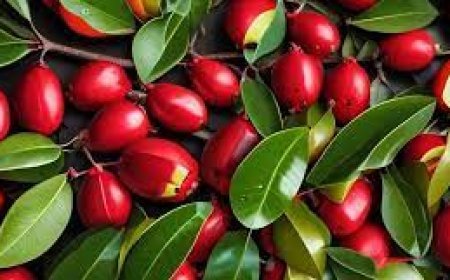 Why Miracle Fruit Is So Fascinating