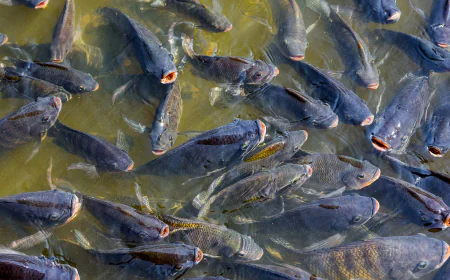 Catfish Farming in Ghana: A Lucrative Opportunity for Entrepreneurs in Ghana