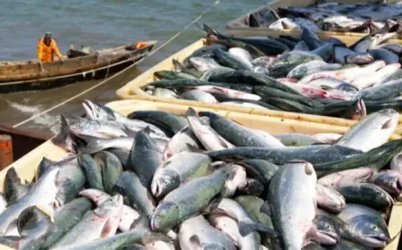 Ghana Risks EU Fish Ban by 2026 Over Illegal Practices — Urgency Mounts to Pass Fisheries Bill