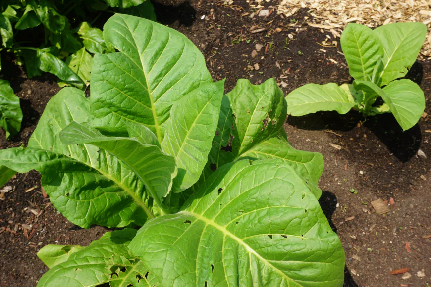 The tobacco control act should be supported by Parliament