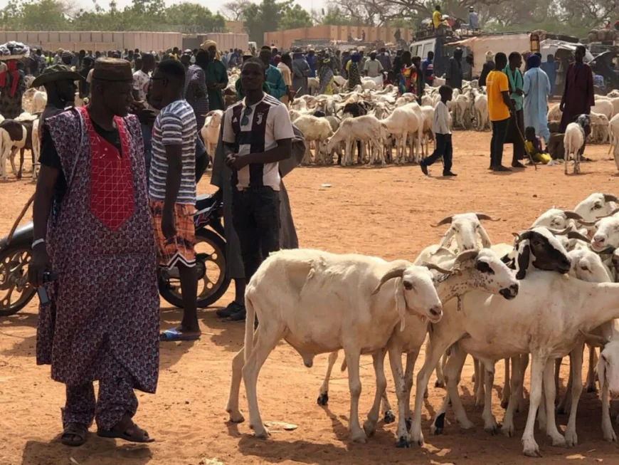 Livestock dealers have very low sales amid Eid-ul-Adha
