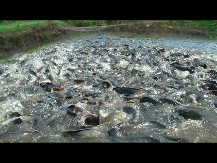 Catfish Farming in Ghana: A Lucrative Opportunity for Entrepreneurs