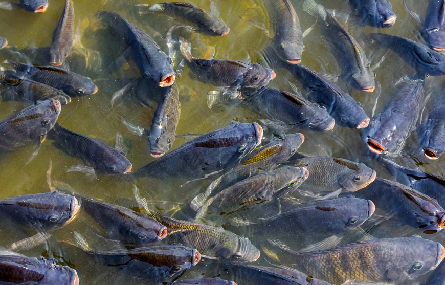 Catfish Farming in Ghana: A Lucrative Opportunity for Entrepreneurs in Ghana