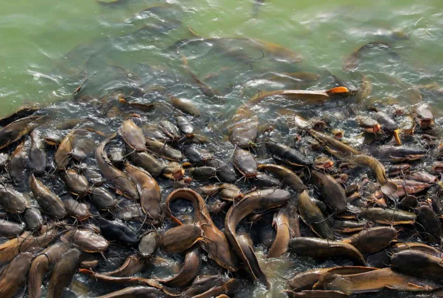 Catfish Farming in Ghana: A Lucrative Opportunity for Entrepreneurs