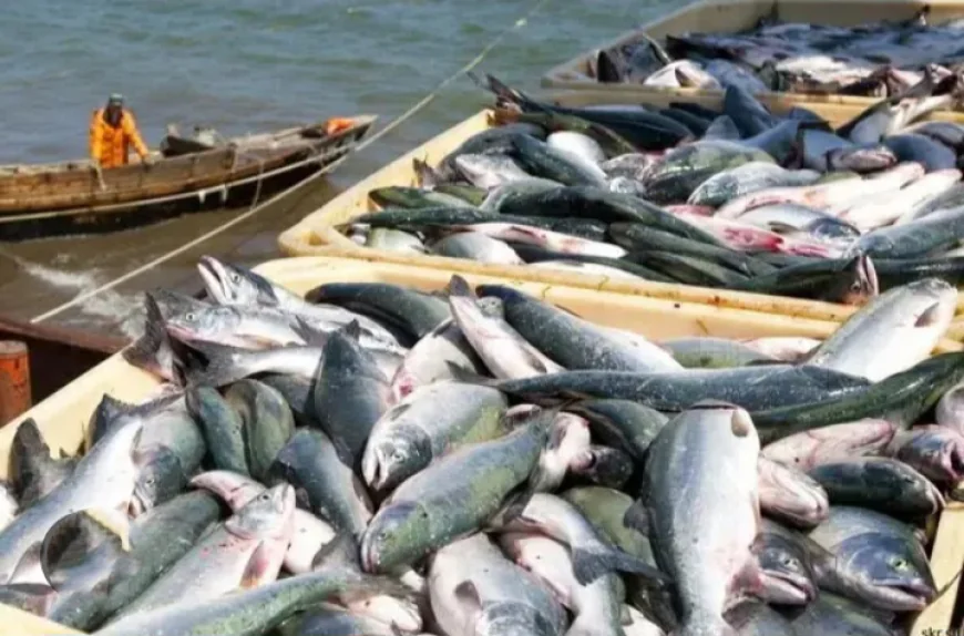 Ghana Risks EU Fish Ban by 2026 Over Illegal Practices — Urgency Mounts to Pass Fisheries Bill