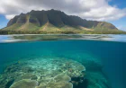 The Silent Disappearance: Documenting the Decline of Hawaii's Coral Reefs and Its Broader Ecological & Economic Ripple Effects