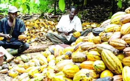 FG Plans to Position Cocoa as Key Driver of Economic Diversification