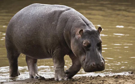 Wildlife at Risk: Edo State Reacts to Killing of Endangered Hippopotamus in Anegbete