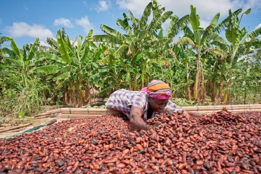 Ghana Raises Cocoa Producer Price by 62.6% Ahead of 2025/2026 Season