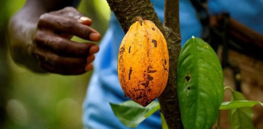 Ghana Raises Cocoa Producer Price by 62.6% Ahead of 2025/2026 Season
