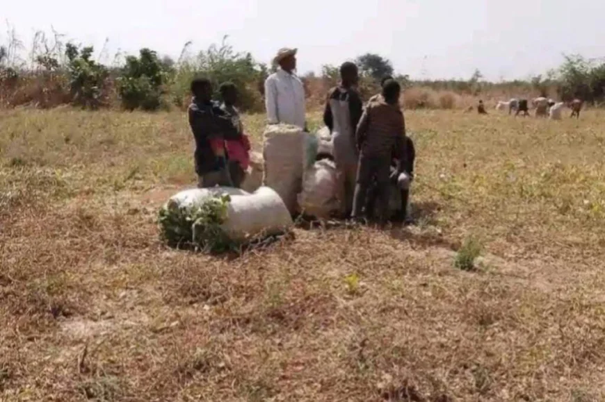 Zamfara Farmers Forced to Pay Bandits ₦800,000 Each to Access Farmlands, Face Continued Attacks