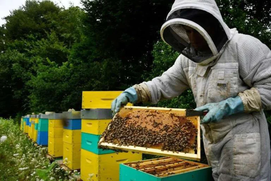 Bee Conservation Victory: France Maintains Ban on Dangerous Farm Chemical