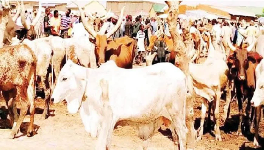 Anti-Grazing Law Sparks Tension Between Oyo Government and Livestock Farmers