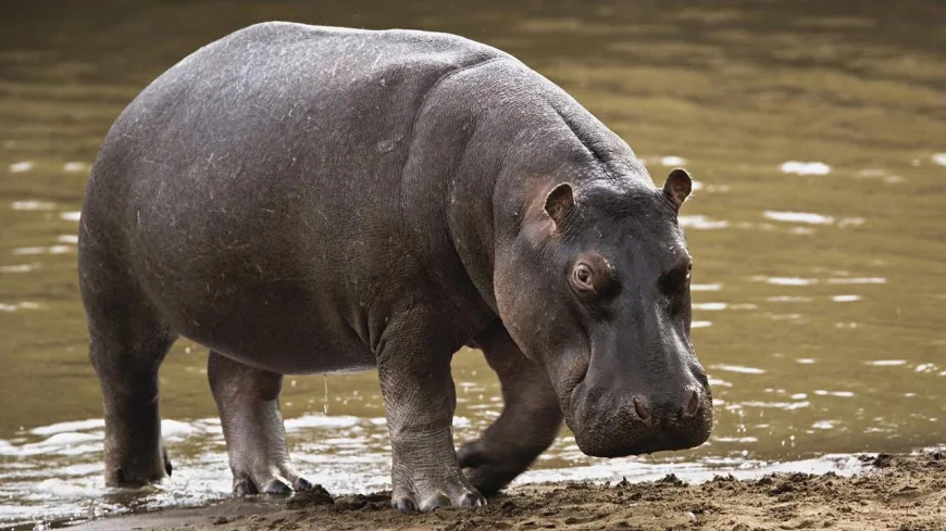 Wildlife at Risk: Edo State Reacts to Killing of Endangered Hippopotamus in Anegbete