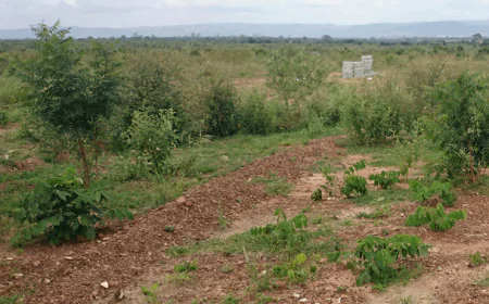 Chiefs Petition President Mahama Over Alleged Land Grabs by KOANS Estate Developers