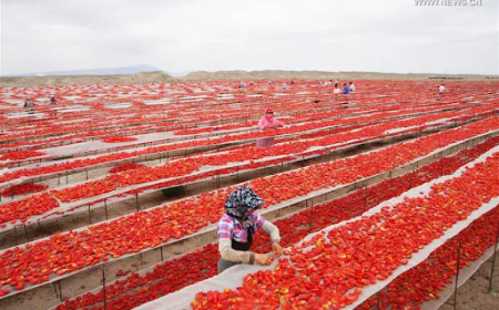 China’s Tomato Export Model Collapses in Europe