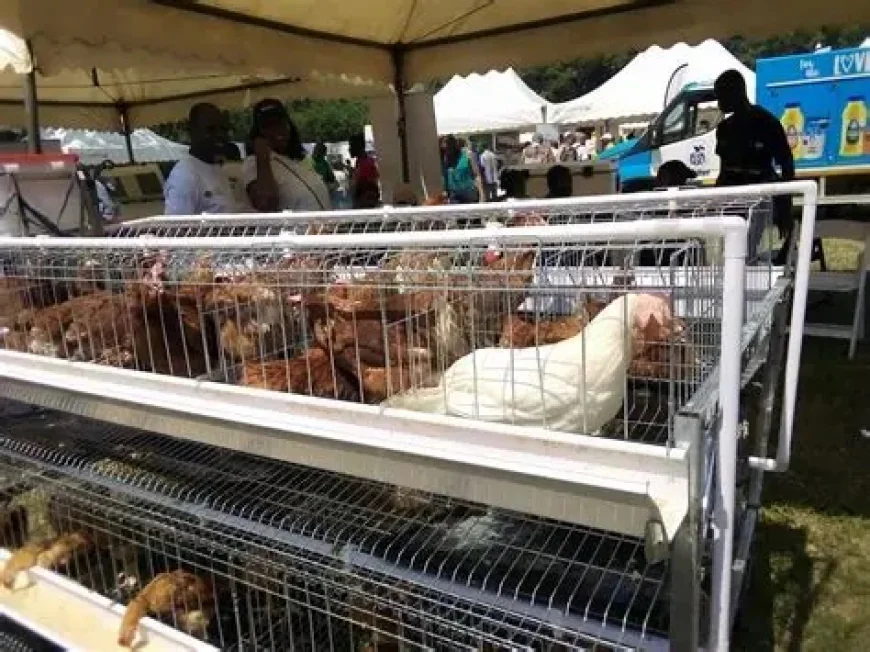 President Mahama Launches ‘Nkoko Nkitinkiti’ Initiative to Distribute 3 million Birds Nationwide