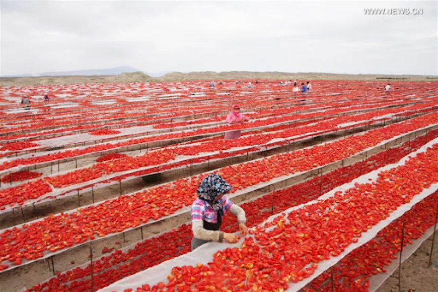 China’s Tomato Export Model Collapses in Europe
