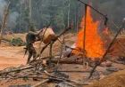 NAIMOS Targets Atewa Forest Under Operation Green Shield After Earlier Violent Mining Clash